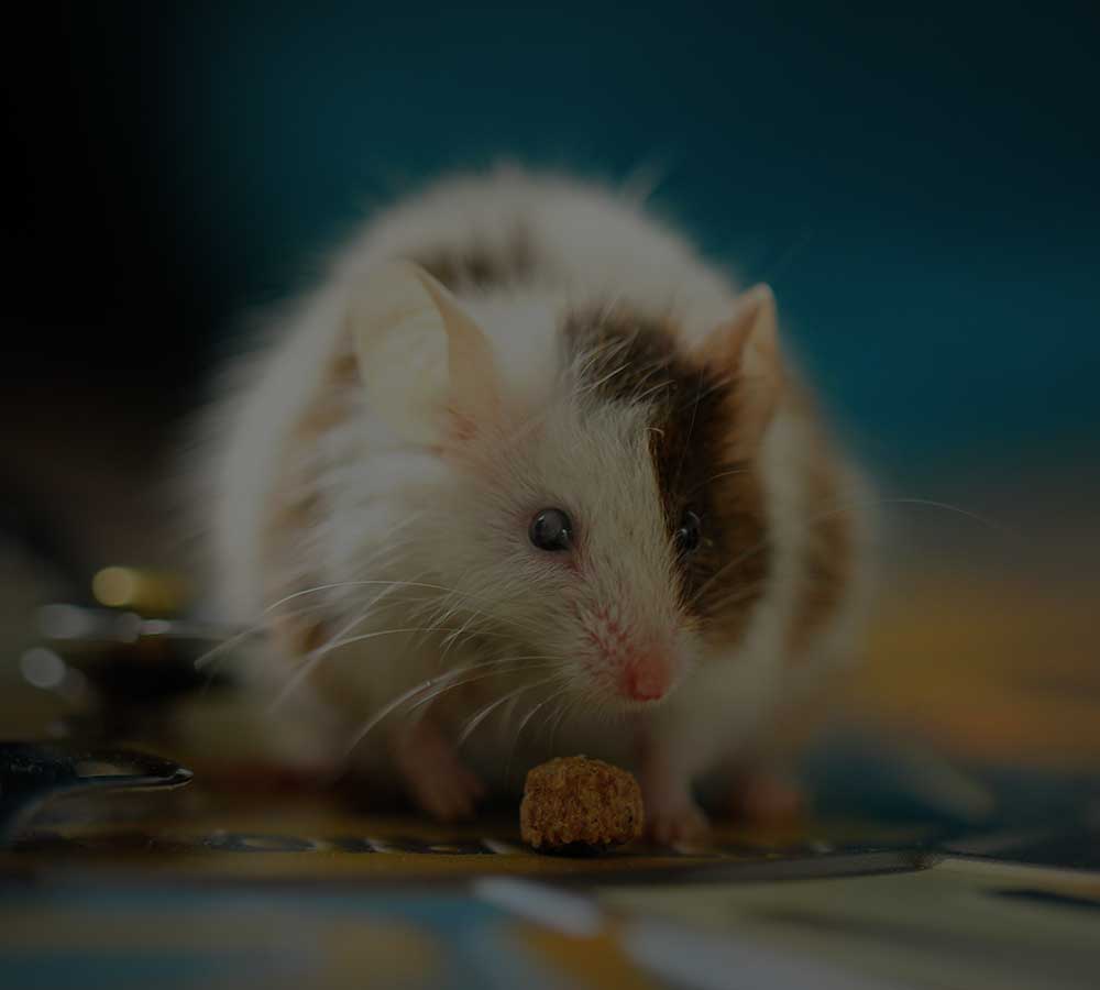 Closeup of a white and brown mouse with a ball of food