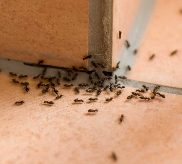 Trail of ants crawling on a tile kitchen countertop