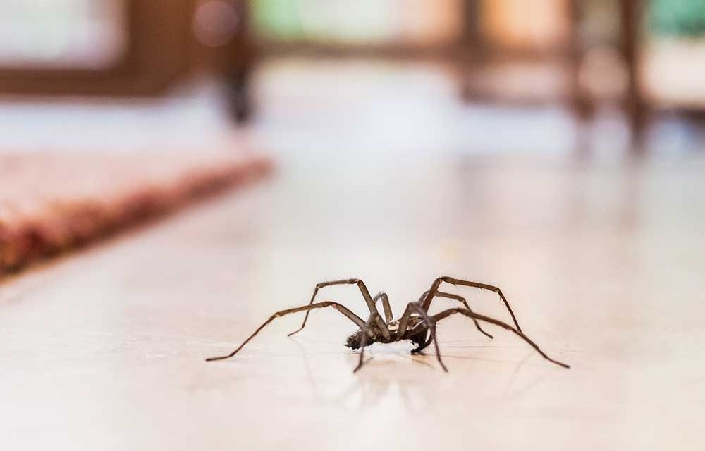 Where Do Spiders Like To Live In The House?