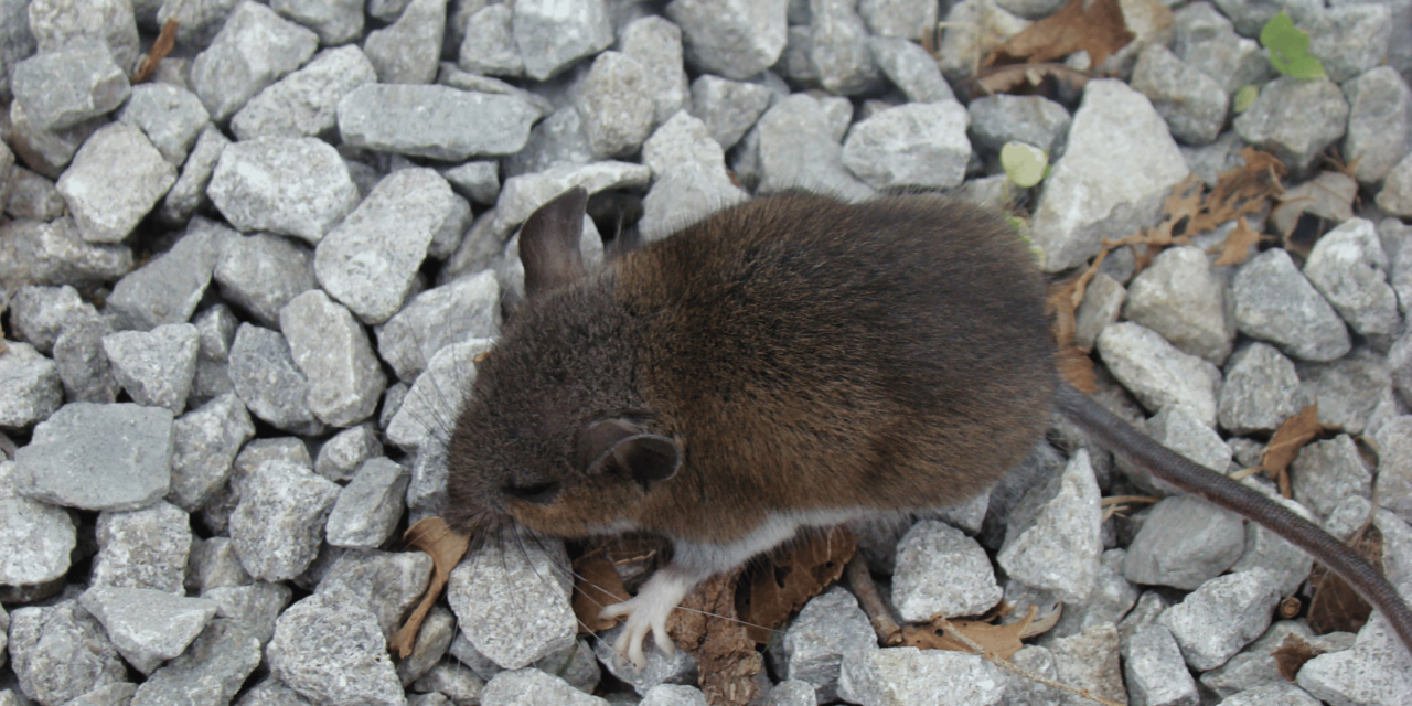 Can Rats Dig Through Pea Gravel Around Your House?