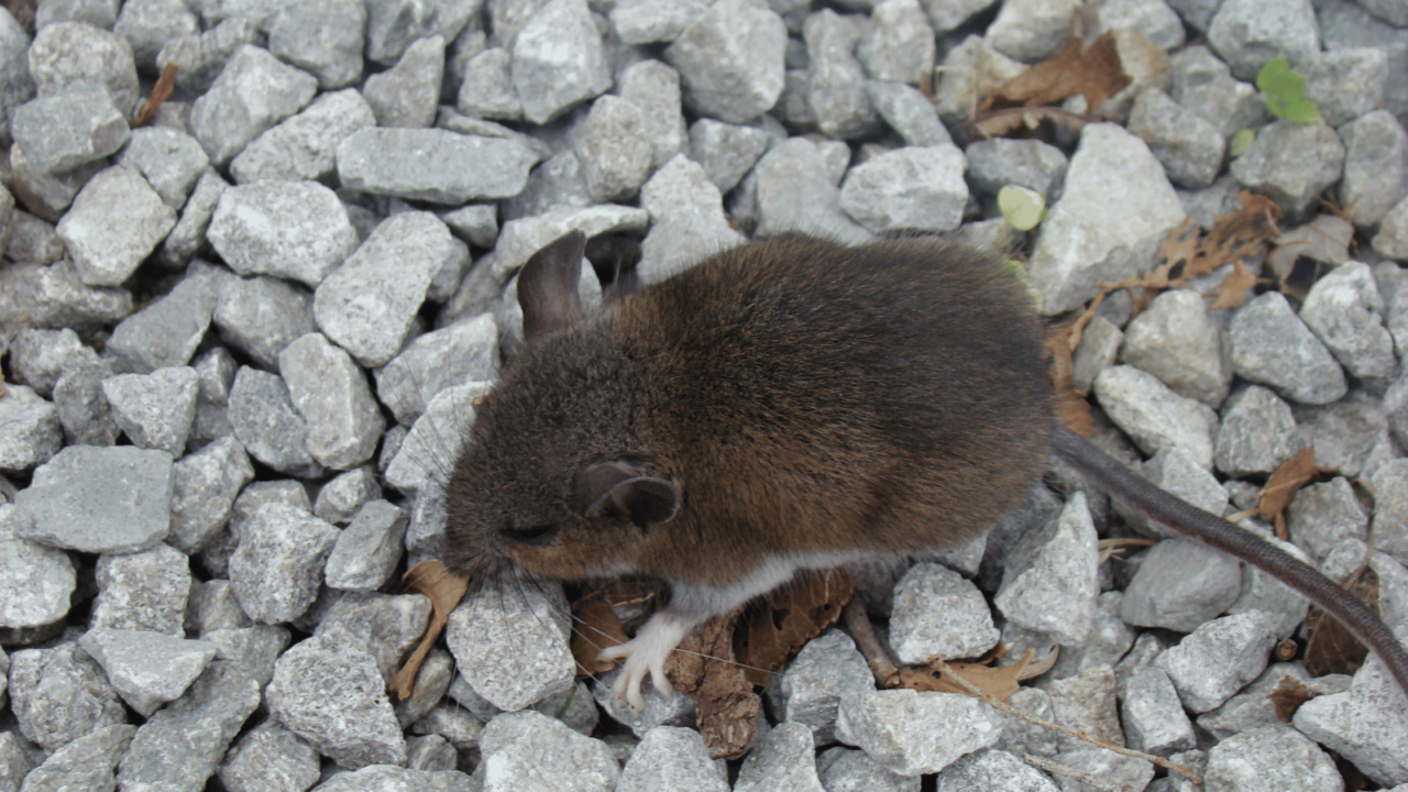 mouse pea gravel