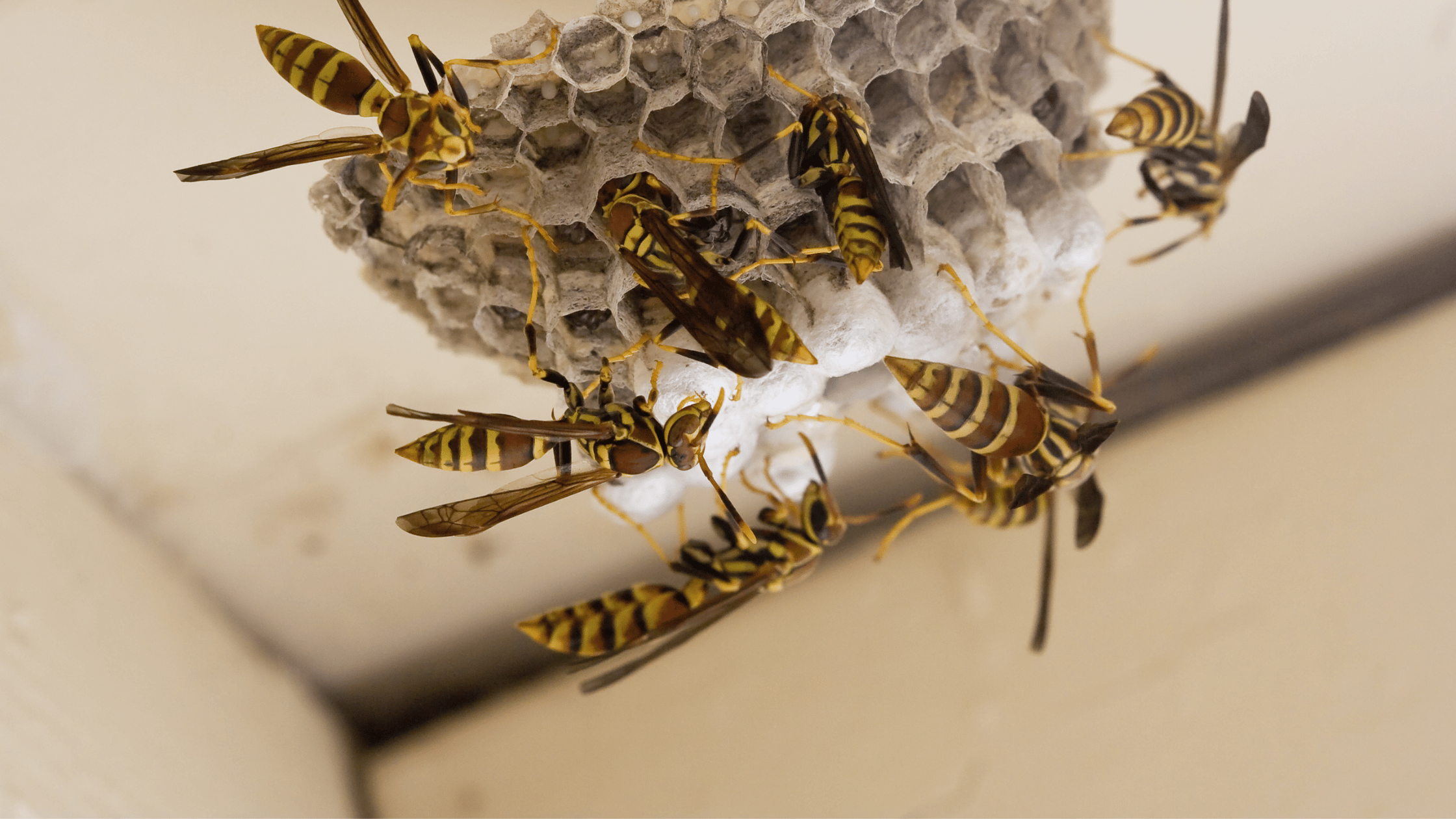Can A Wasp Nest Damage Your House?