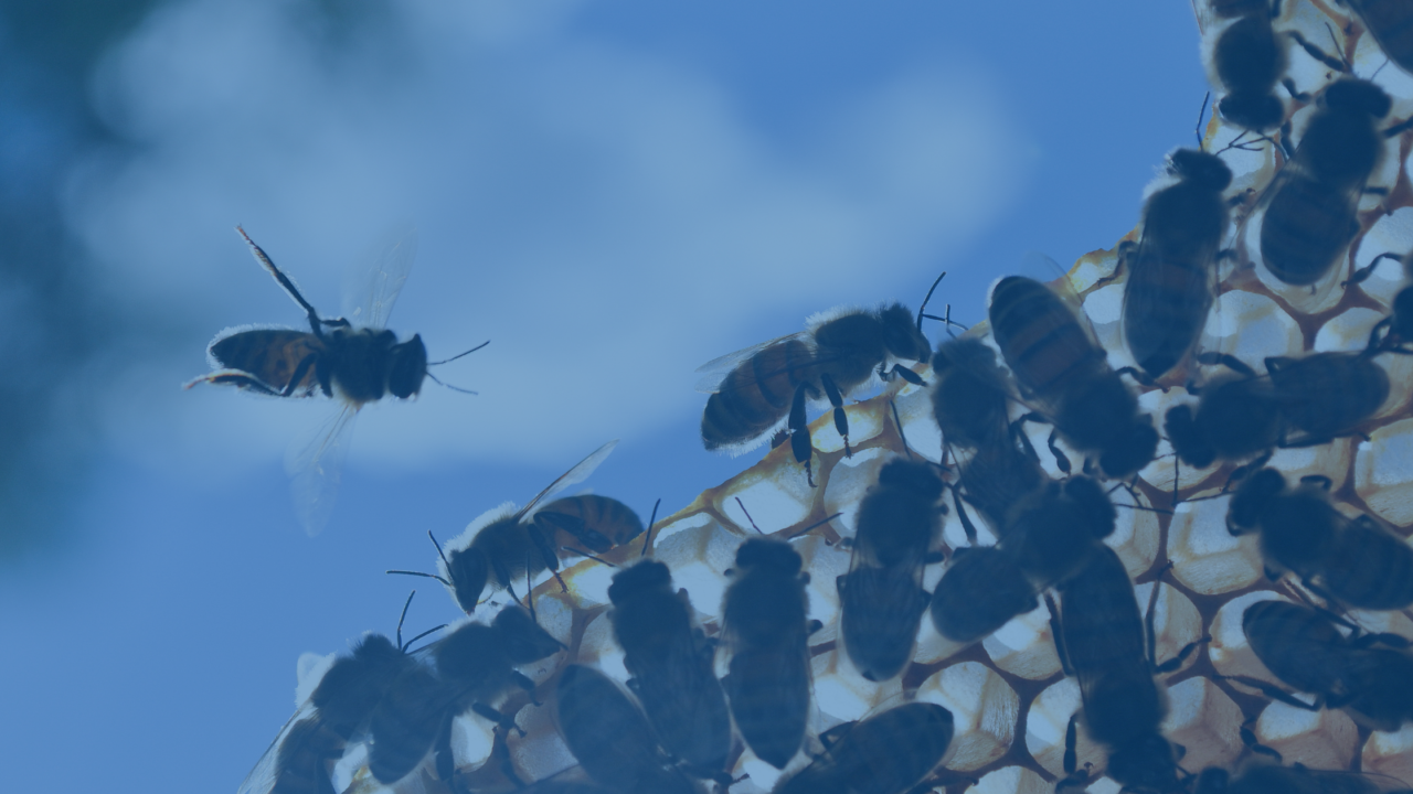 Bee Removal and Wasp Control San Diego Pest Patrol