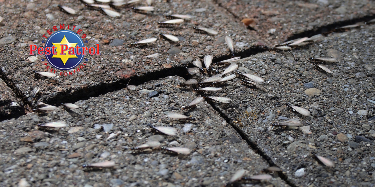 Why Do Termites Have Wings?