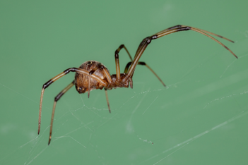 brown widow spider