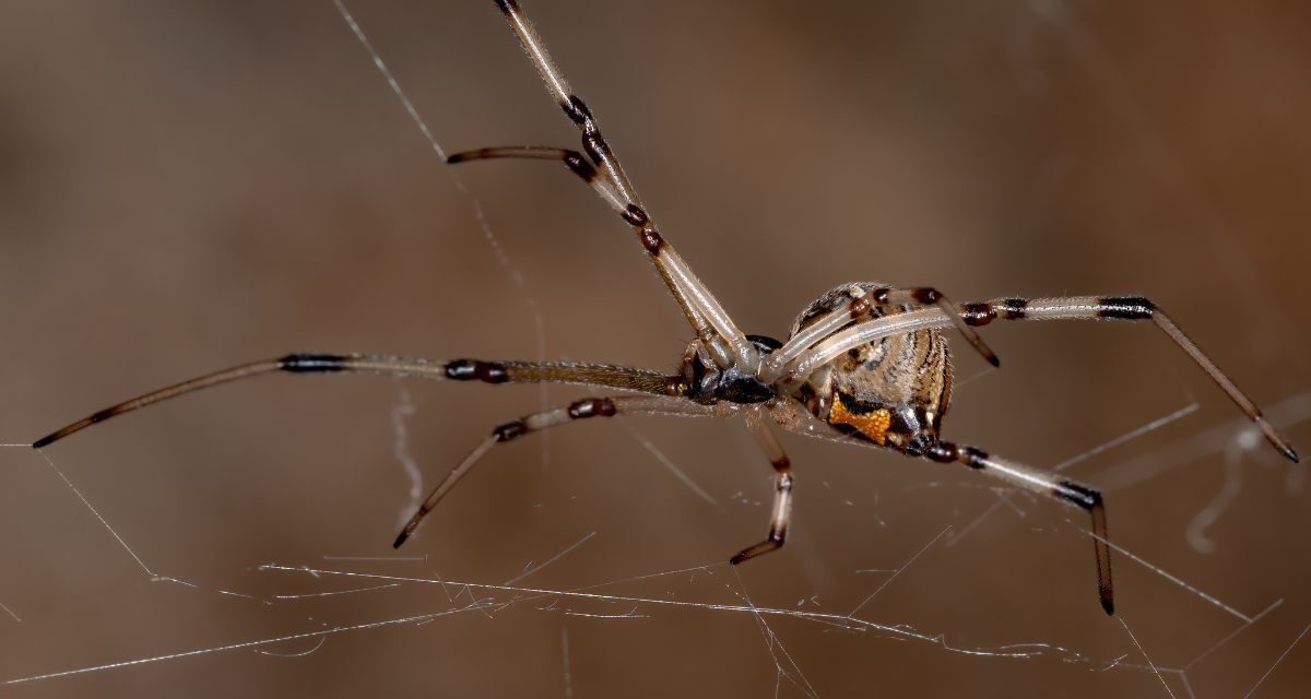 Black Widows vs Brown Widows