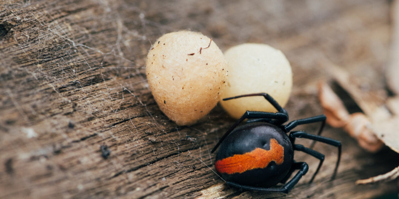 Should I Kill A Black Widow Spider In My House?