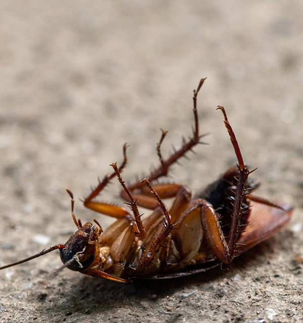 Are Cockroaches Attracted To Light Or Darkness?