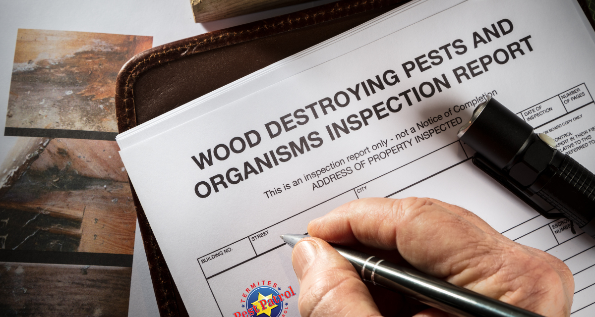 Termite Prevention and Pre-Maintenance